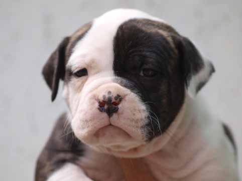 american bulldog pup